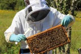 parrainage-de-ruches-abeilles-noire-pays-basque-agir-biodiversite-nouvelle-aquitaine-gironde-landes-bordeaux-bayonne-formation-apiculteur-miel-9-1944